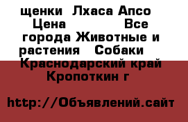 щенки  Лхаса Апсо › Цена ­ 20 000 - Все города Животные и растения » Собаки   . Краснодарский край,Кропоткин г.